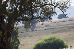 BERG14103